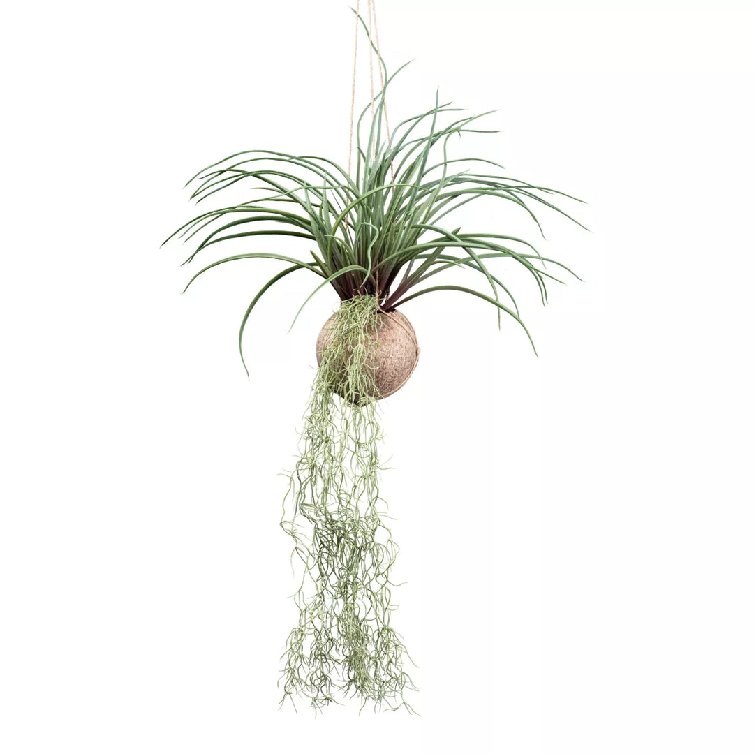 Flourify Tillandsia stricta,