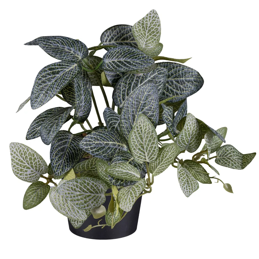 Flourify Caladium/Coleus/Fittonia 