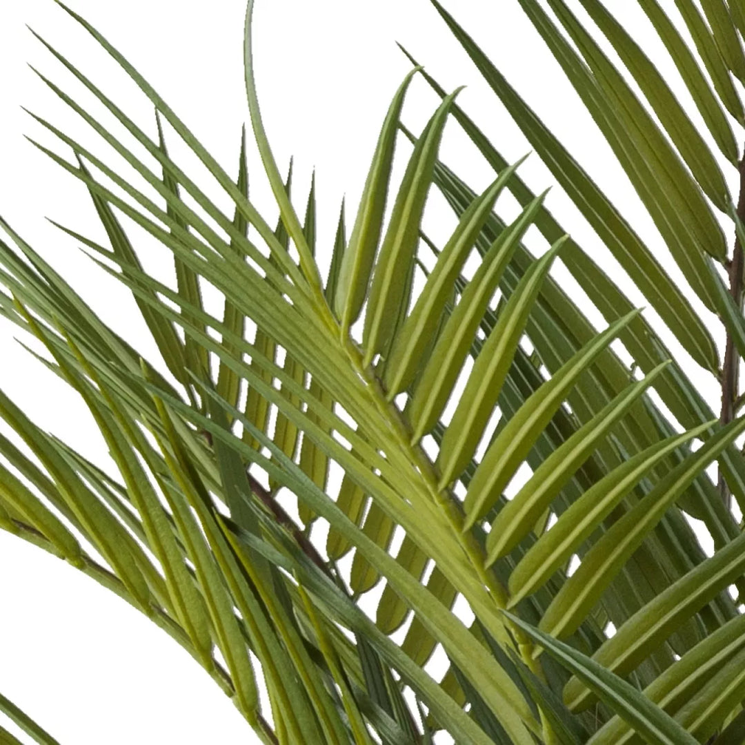 Flourify Arecapalm