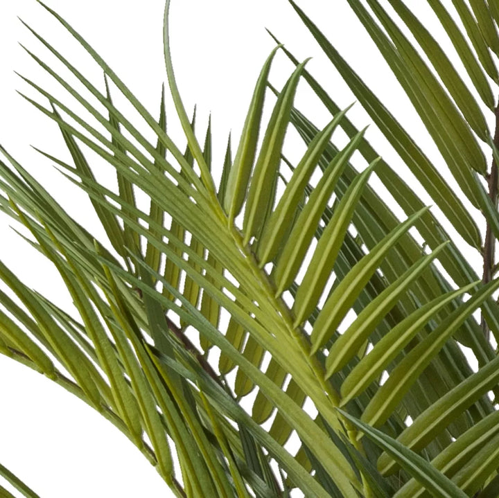 Flourify Arecapalm