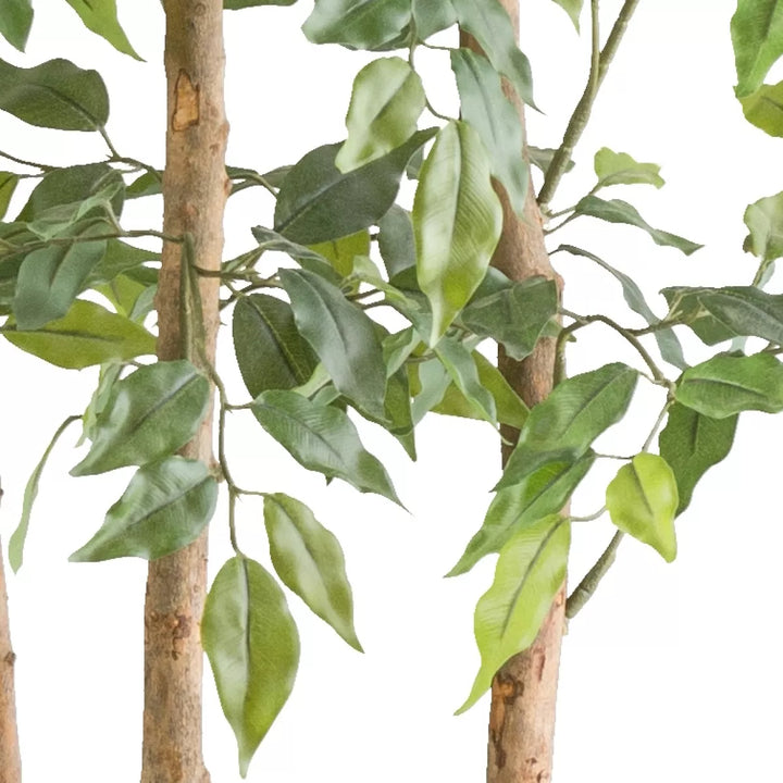 Flourify Ficus Benjamina ruimteverdeler