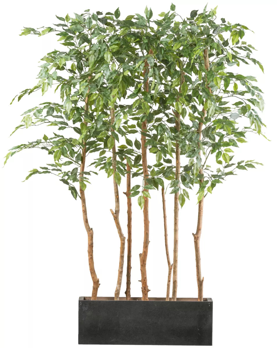 Flourify Ficus Benjamina ruimteverdeler