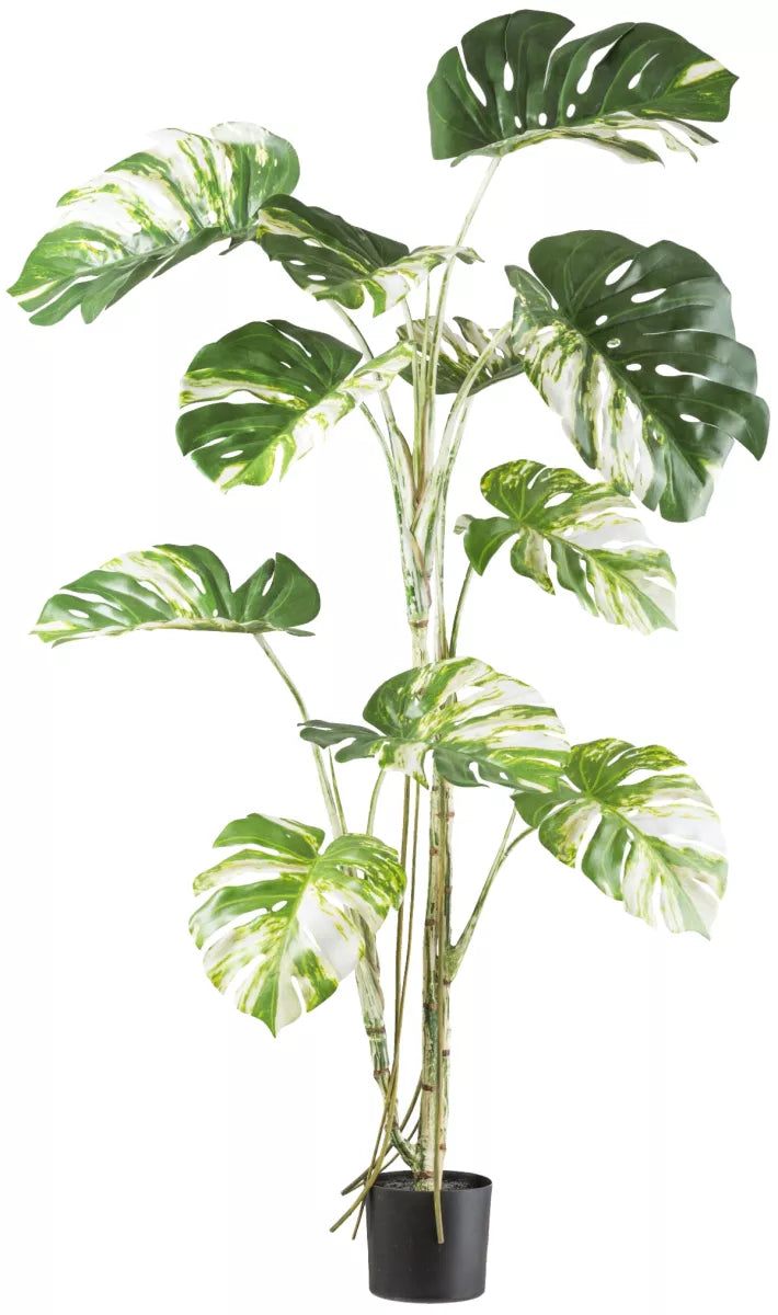 Flourify Monstera deliciosa variegata 