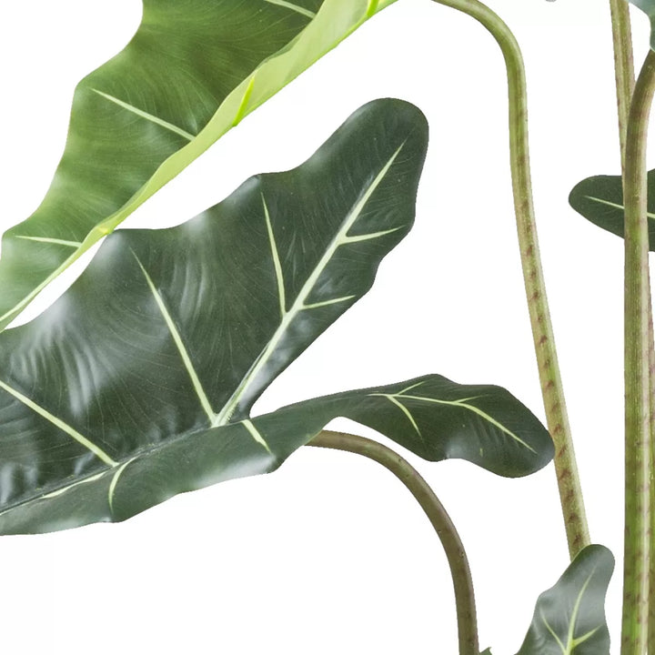 Flourify Alocasia zebrina Sarian 
