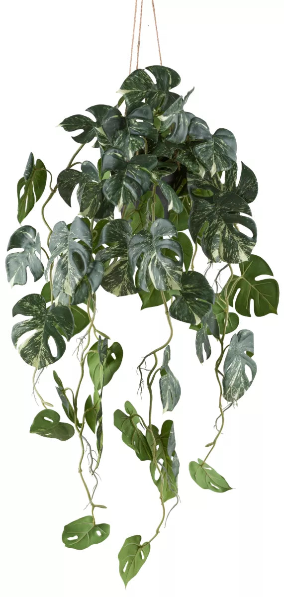 Flourify Split-Philodendron Variegata