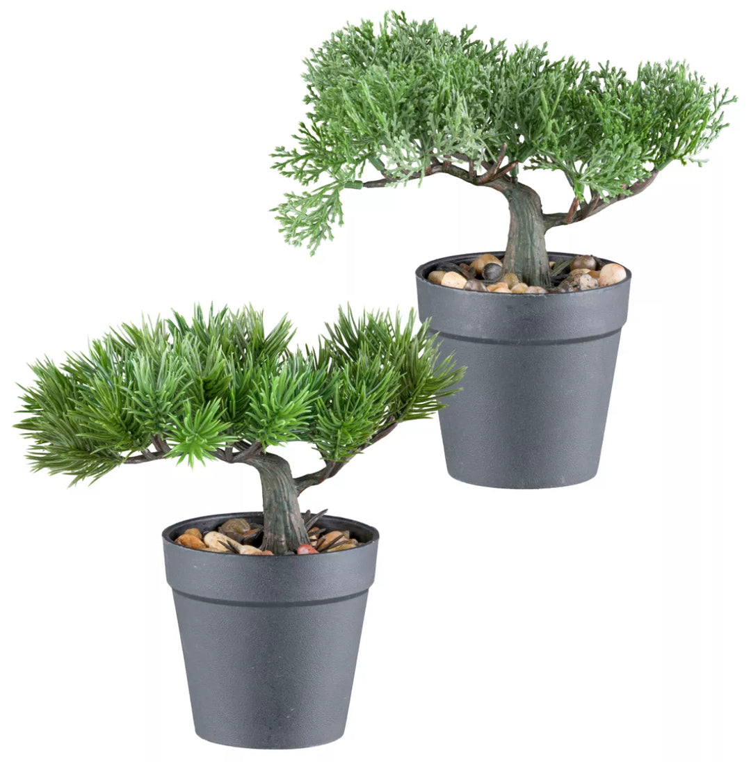 Flourify Bonsai dennen/ceder