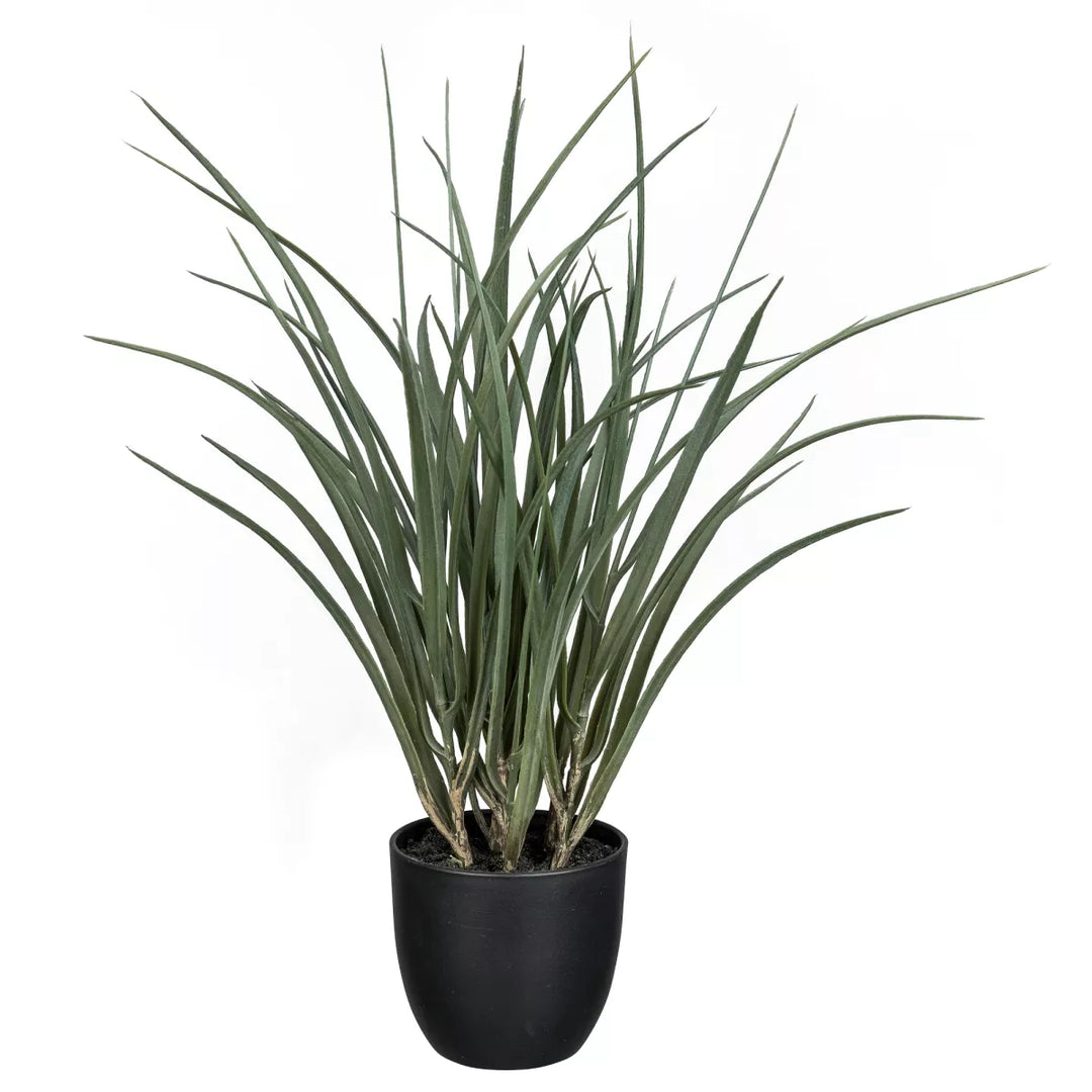 Flourify Siergras