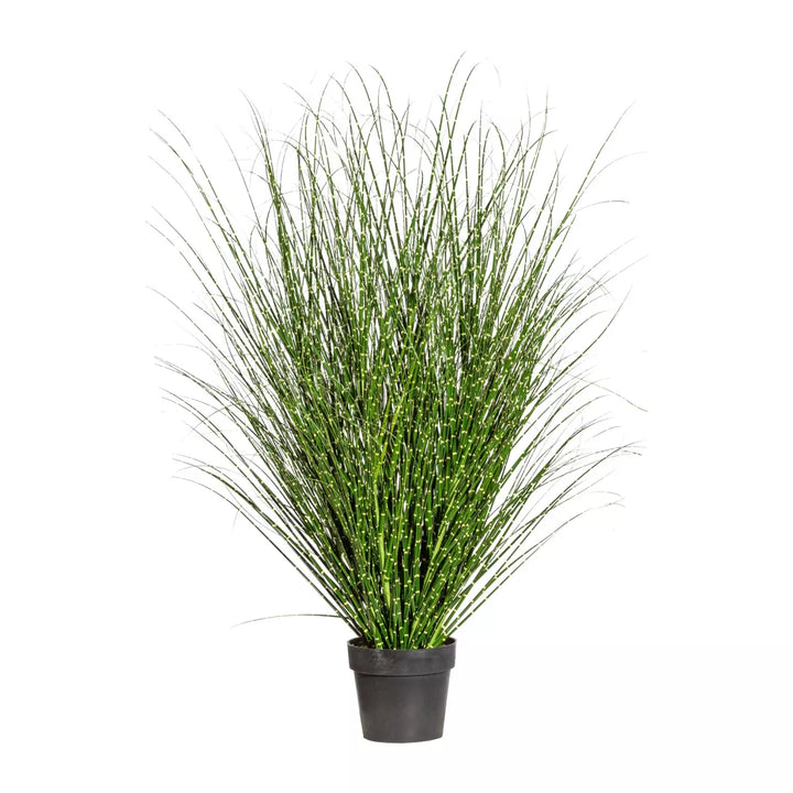 Flourify Miscanthus Zebrinus (prachtgriet)